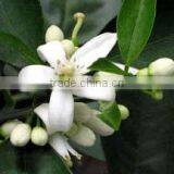 India's No. 1 Neroli Essential Oil thumbnail-2