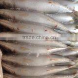 Frozen Pacific Mackerel in Good Quanlity on Sale thumbnail-4