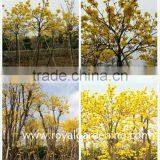 Tabebuia Chrysantha Dia 6-20cm