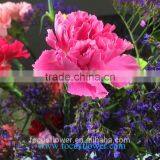 Fresh Cut Flowers With Good Quality and Low Price Pink Carnation Flower High Grade Wholesale From Yunnan China Supplier thumbnail-5