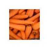 Sell Carrot thumbnail-1