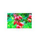 Transfer Printing|Supply Printing Pattern|printed Pattern|Heat Transfer Printing Paper|Transfer Printing thumbnail-1