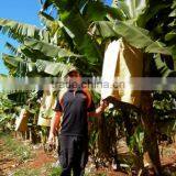 Banana Protection Bags/growing Bags for Fruit thumbnail-4