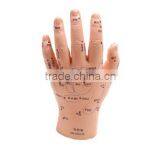 Chinese Medical Acupuncture Model,plastic hand model