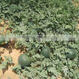 Watermelon Seeds for Planting - Egyptian Sweet Taste and Shape thumbnail-1