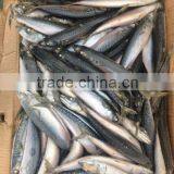 Most Favourable Frozen Pacific Mackerel Chilled Mackerels thumbnail-3