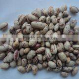 New Crop Round Light Speckled Kidney Bean thumbnail-1