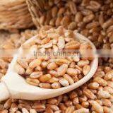 Wheat Machine thumbnail-2