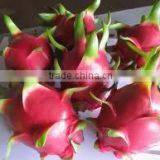 Vietnam Dragon Fruit With High Quality and Best Price