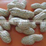 Chinese long type peanuts