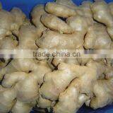 Yellow Color Fresh Ginger thumbnail-3