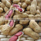 Chinese Good Quality Raw Peanuts in Shell thumbnail-2