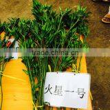 Upright Single Hot Pepper/Chilli Seed Huo Xing No.1 thumbnail-3