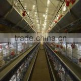Pullet Cages for breeders
