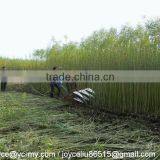 Mingyue Factory Osier Reaper for Tall Crops thumbnail-2