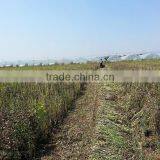 New Condition Soybean Harvester Cutting Machine thumbnail-6