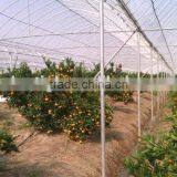 Single Span PE Film Greenhouse Film for Orange Growing thumbnail-1