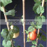 Landscape Decorative Artificial Gourd Plant thumbnail-2
