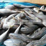 Frozen Round Scad Mackerel thumbnail-1