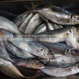 New Fish Frozen Horse Mackerel Seafood for Sale thumbnail-4