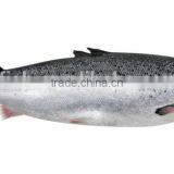 Atlantic Salmon thumbnail-3