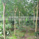 Lagerstroemia Indica Field in the North thumbnail-4