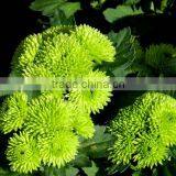Top Sell Fresh Cut Flower Home& Party Decoration Chrysanthumum Flower Mini Bud Size Flowers From Yunnan thumbnail-3