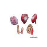 Sell Body Organs Model thumbnail-1