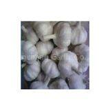 Pure White Garlic thumbnail-1