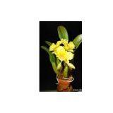 Artificial Flower thumbnail-1