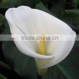 High quality new products white calla lily flower