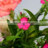 Love theme Sweet William fresh cut flowers from kunming