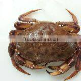 Rock Crab