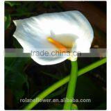 Wholesale High Quality Beautiful Cut White Calla Lily Flower thumbnail-5