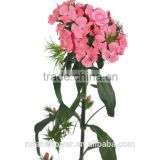 china supplier high quality colorful fresh cut dianthus flowers