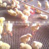 PE Plastic Net ,Filter Plastic thumbnail-5