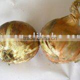 Yellow Onion thumbnail-1