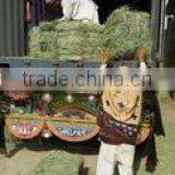 Rhodes Grass thumbnail-1