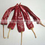 AD Dried Red Chilli HACCP/ GAP/FDA/HALAL thumbnail-2