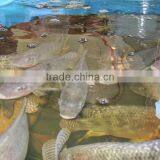 Tilapia Fish Farming Intensive Tilapia Fish Farm