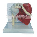 Shoulder Joint Model thumbnail-1