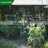 Tomatoes Plant Stake Cage thumbnail-1