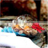 Creative Home Indoor Decoration Conch Shaped Micro Landscape Clear Hand Blown Glass Vase thumbnail-3
