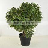 SJ041116 Small Bonsai Ball Plant Topiary Tree for Indoor Decoration thumbnail-2