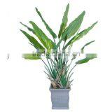 Hot Sale Banana Plant thumbnail-4