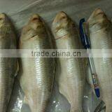 Frozen Hilsa Fish thumbnail-1