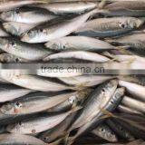 New Catching Purse Seine High Quality Horse Mackerel for Market Sale thumbnail-3