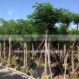 Delonix Regia Plants