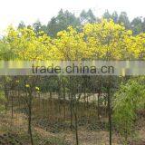 Tabebuia Chrysantha With Yellow Flower Season thumbnail-2