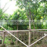 Ficus Lacor thumbnail-4